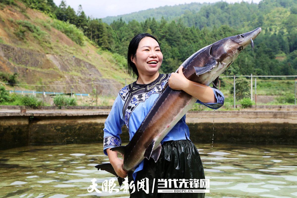 中國鱘龍魚養殖地方在哪里 中國鱘龍魚養殖地方在哪里 龍魚百科 第3張