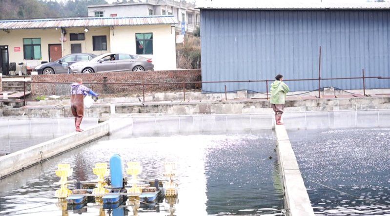 中國鱘龍魚養殖地方在哪里 中國鱘龍魚養殖地方在哪里 龍魚百科 第5張