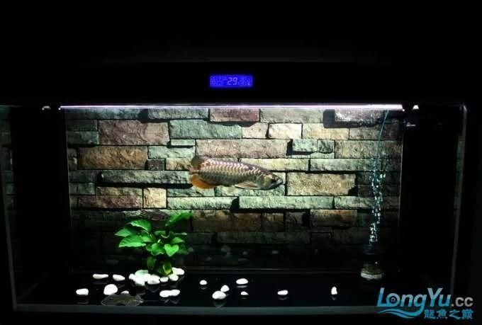 龍魚入缸后的換水頻率是固定不變的，需要根據(jù)多種因素進行調整：龍魚入缸后幾天換水 龍魚入缸后的換水頻率是固定不變的，需要根據(jù)多種因素進行調整：龍魚入缸后幾天換水 龍魚百科 第2張