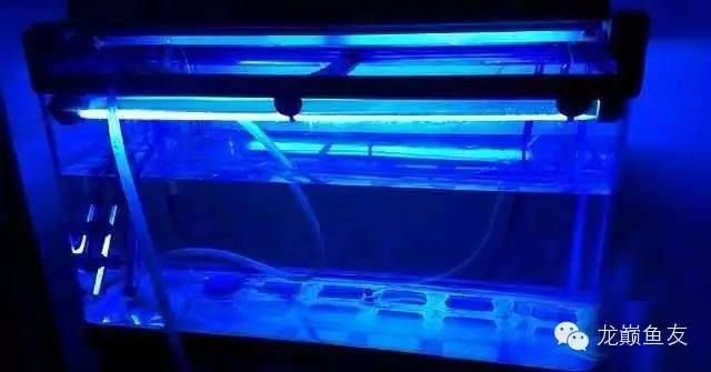 龍魚入缸后的換水頻率是固定不變的，需要根據(jù)多種因素進行調整：龍魚入缸后幾天換水 龍魚入缸后的換水頻率是固定不變的，需要根據(jù)多種因素進行調整：龍魚入缸后幾天換水 龍魚百科 第1張