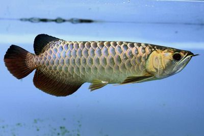金龍魚兜嘴：金龍魚兜嘴怎么辦 金龍魚兜嘴：金龍魚兜嘴怎么辦 龍魚百科 第2張