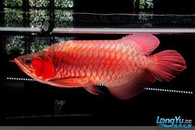 大紅龍魚為什么這么貴：大紅龍魚為什么價格昂貴？ 大紅龍魚為什么這么貴：大紅龍魚為什么價格昂貴？ 龍魚百科 第3張