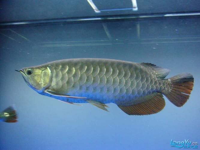 金龍魚發色過程圖