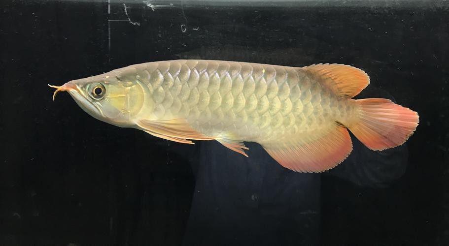 金龍魚發色過程圖