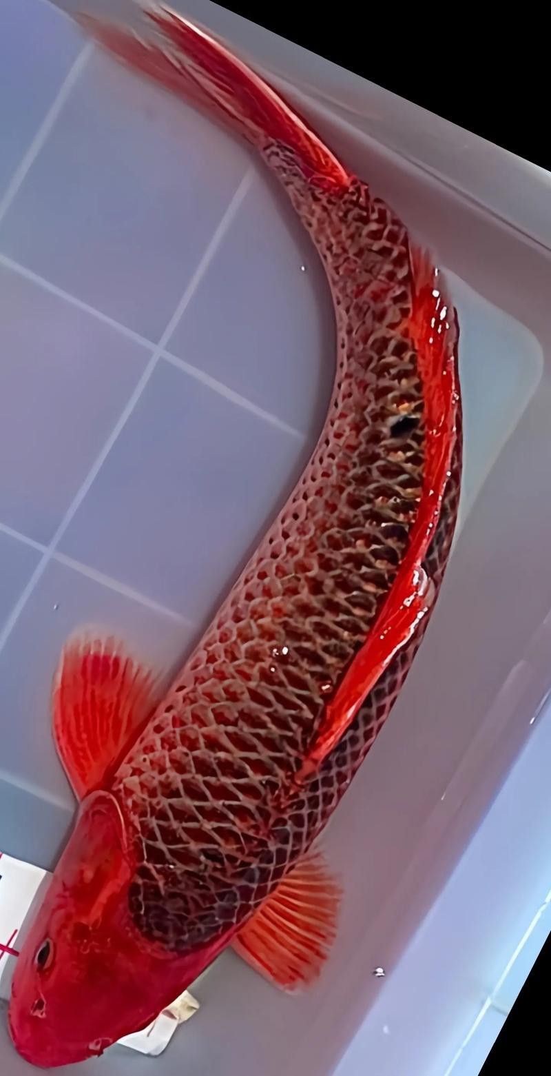 金龍魚發色過程圖