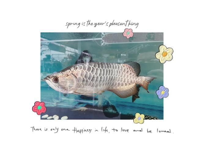 金龍魚發色過程圖
