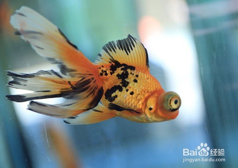 能否提供更多蝶尾金魚飼養(yǎng)技巧? 龍魚百科 第5張 能否提供更多蝶尾金魚飼養(yǎng)技巧? 能否提供更多蝶尾金魚飼養(yǎng)技巧? 龍魚百科 第5張