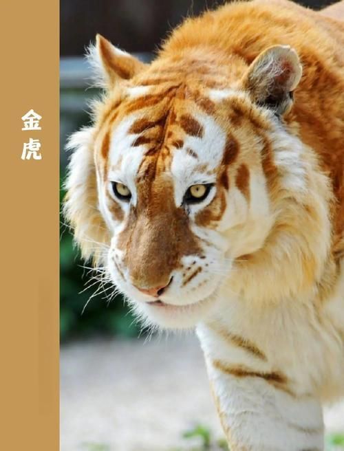 金虎最稀有三個品種圖片及價格