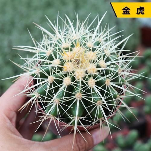金虎最稀有三個品種圖片及價格
