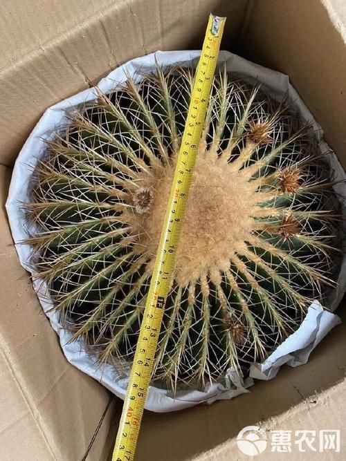 金虎最稀有三個品種圖片及價格