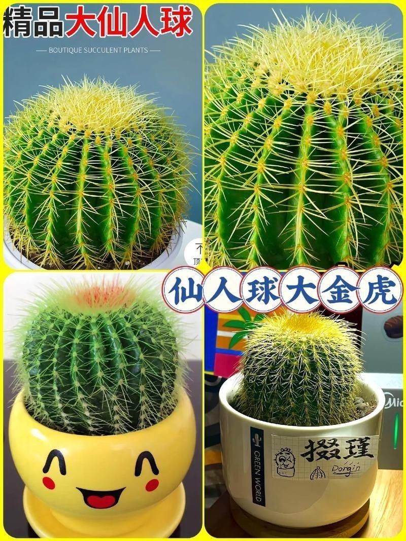金虎最稀有三個品種圖片及價格