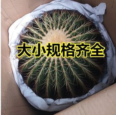 金虎最稀有三個品種圖片及價格
