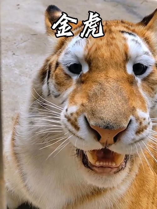 金虎最稀有三個品種圖片及價格