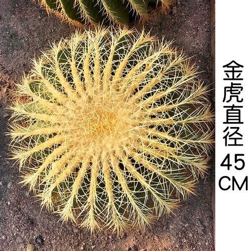 金虎最稀有三個品種圖片及價格