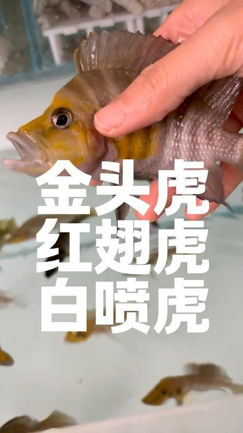 金虎最稀有三個品種圖片及價格