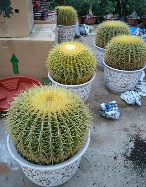 金虎最稀有三個品種圖片及價格
