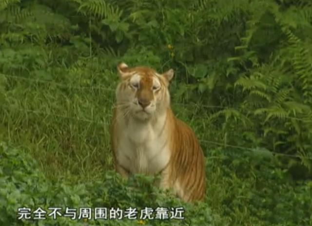 金虎最稀有三個品種圖片及價格