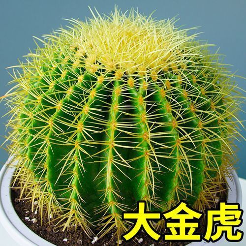 金虎最稀有三個品種圖片及價格