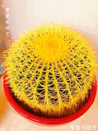金虎最稀有三個品種圖片及價格