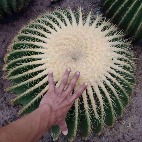 金虎最稀有三個品種圖片及價格