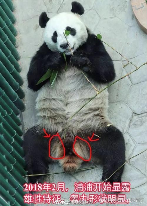 金虎最稀有三個品種圖片及價格