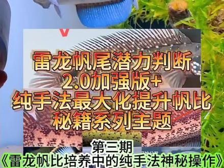 雷龍魚長帆