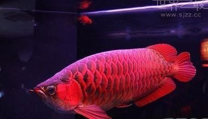龍魚哪個品種最貴：世界上最昂貴的龍魚之一，售價超過四十萬美金，不僅價格昂貴
