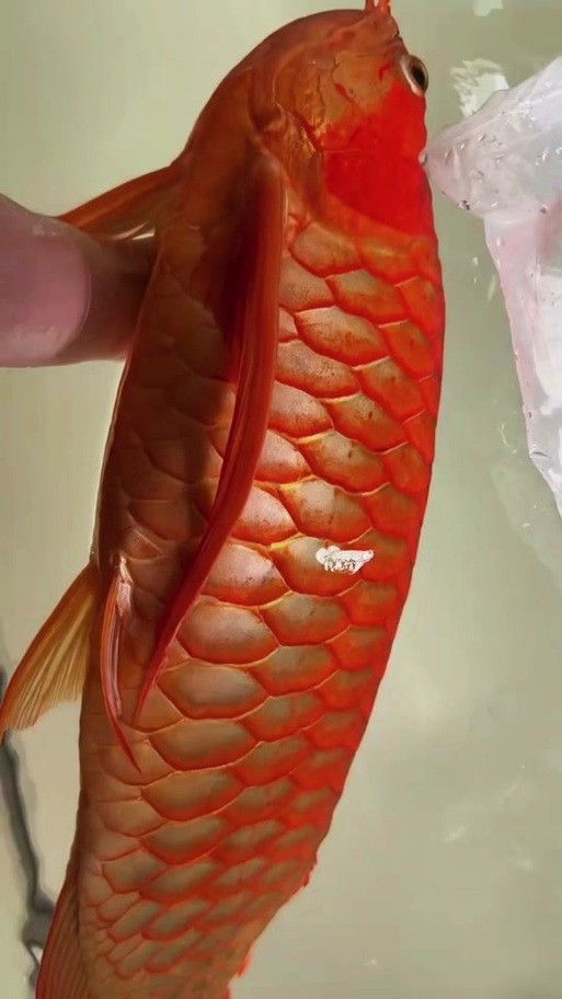 紅龍魚發色最不好的圖片 紅龍魚發色最不好的圖片 龍魚百科 第3張