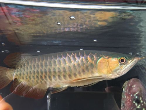 紅龍魚發色最不好的圖片 紅龍魚發色最不好的圖片 龍魚百科 第19張