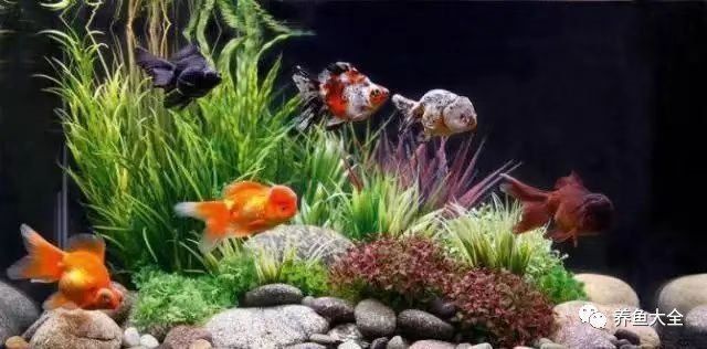 可麗愛魚缸底濾結構圖 可麗愛魚缸底濾結構圖 龍魚百科 第29張