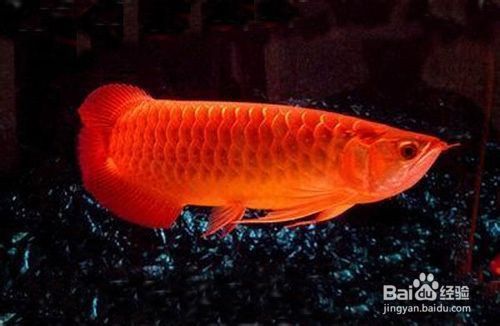 金龍魚 喂食：金龍魚冬季喂養注意事項金龍魚冬季喂養注意事項