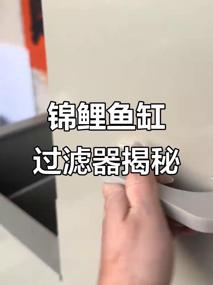 龍魚和錦鯉混養需要哪些設備？ 龍魚和錦鯉混養需要哪些設備？ 龍魚百科 第2張