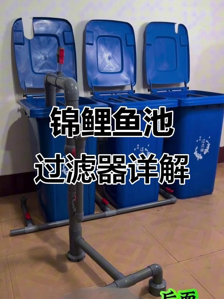 龍魚和錦鯉混養需要哪些設備？ 龍魚和錦鯉混養需要哪些設備？ 龍魚百科 第5張