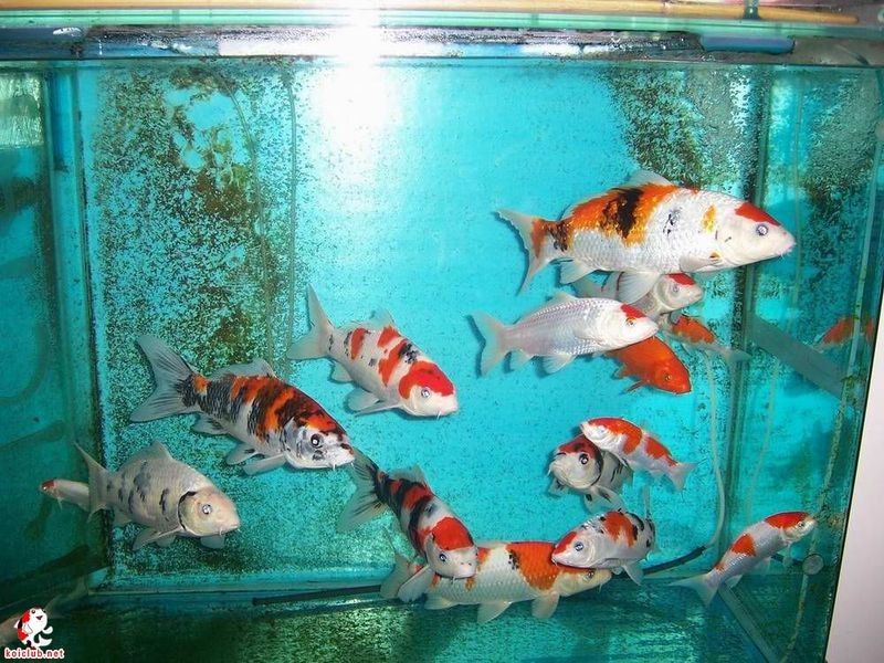 龍魚和錦鯉混養需要哪些設備？ 龍魚和錦鯉混養需要哪些設備？ 龍魚百科 第10張