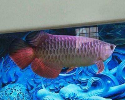 龍魚觀賞價值（龍魚養殖技巧分享，龍魚與風水關系探究，如何挑選優質龍魚？）