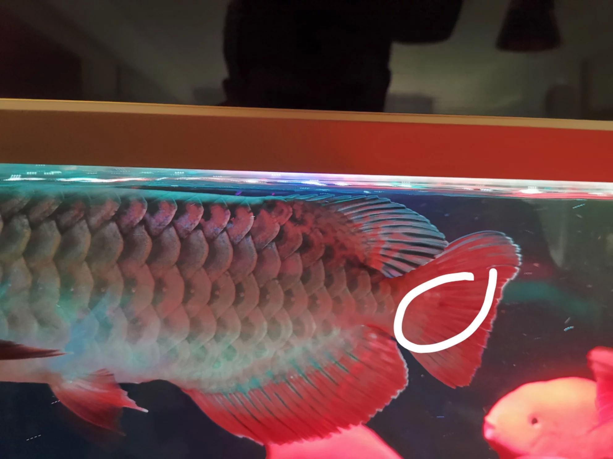 龍魚肚皮有紅點：龍魚肚皮上的紅點可能是由多種因素引起的，可能是由多種因素引起的