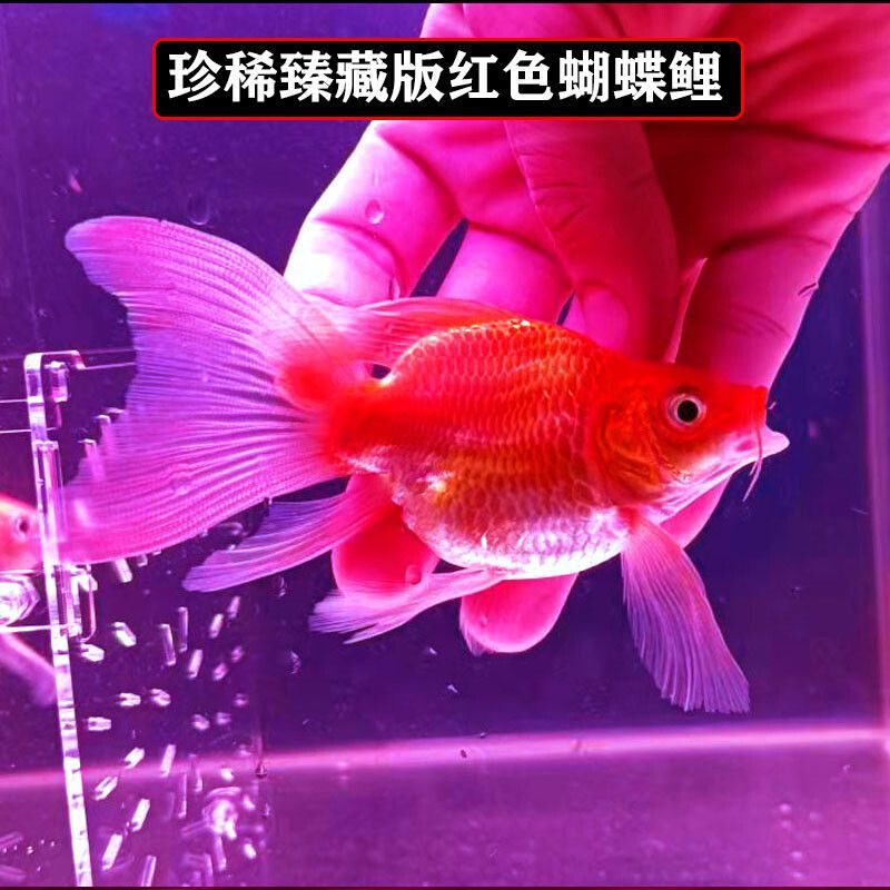 蝴蝶鯉能跟龍魚混養嗎？怎么養活？：蝴蝶鯉和龍魚是可以混養的,它們對溫度的要求差別不大