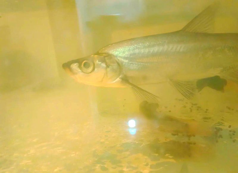 翹嘴魚和金龍魚的區(qū)別是什么
