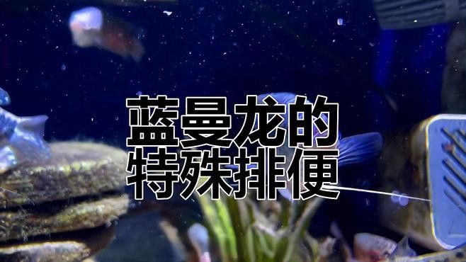 藍龍魚長什么樣子圖片大全圖解