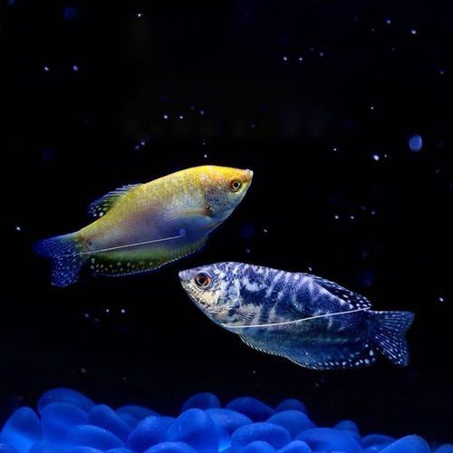 藍龍魚長什么樣子圖片大全圖解