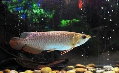 龍魚吃不吃肉類食物：龍魚可以吃的肉類食物是可行的，但需要注意一些細節