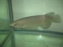 25公分龍魚幾個月大:龍魚的年齡怎么算 龍魚百科 第1張 25公分龍魚幾個月大:龍魚的年齡怎么算 25公分龍魚幾個月大:龍魚的年齡怎么算 龍魚百科 第1張