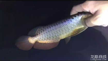 25公分龍魚幾個月大:龍魚的年齡怎么算 龍魚百科 第3張 25公分龍魚幾個月大:龍魚的年齡怎么算 25公分龍魚幾個月大:龍魚的年齡怎么算 龍魚百科 第3張