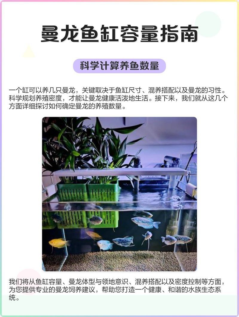 曼龍魚混養(yǎng)的最佳數(shù)量