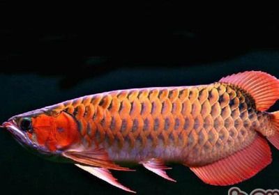 最便宜的龍魚是什么 龍魚百科 第3張 最便宜的龍魚是什么 最便宜的龍魚是什么 龍魚百科 第3張