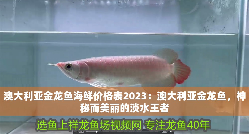 澳大利亞金龍魚海鮮價格表2023：澳大利亞金龍魚，神秘而美麗的淡水王者