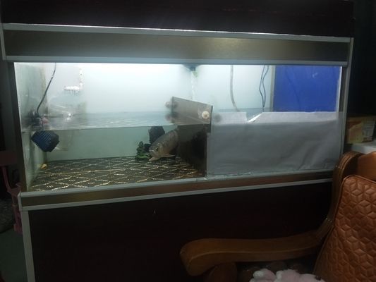 龍魚魚缸寬度是多少：如何選擇適合龍魚的魚缸