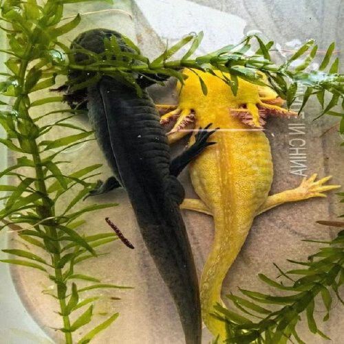 六角恐龍魚多大可以繁殖