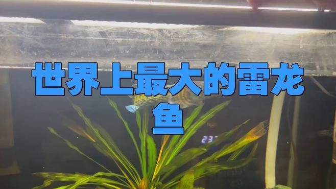 什么雷龍魚長最大 什么雷龍魚長最大 龍魚百科 第1張