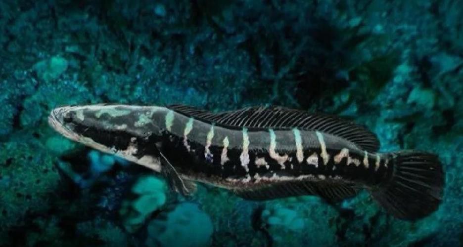 什么雷龍魚長最大 什么雷龍魚長最大 龍魚百科 第3張